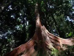 UGM kembangkan bahan pewarna alami dari limbah Kayu Merbau Papua